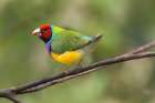 Australia. Close-up of Gouldian finch on limb. Art Print
